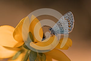 Macro shot of a silver-studded blue butterfly perched on a yellow chincherinchee