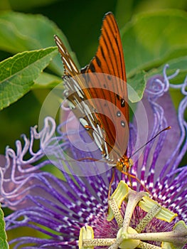 Macro shot of a silver-washed fritillary butterfly on passion flower