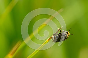 Macro shot of Single bee on a leaf