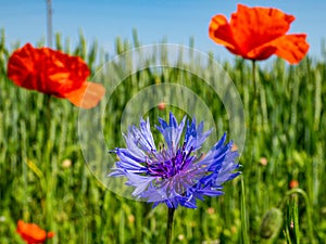 Macro shot of single blue cornflower on beautiful landscape of green field with poppies background