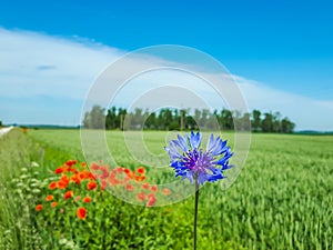 Macro shot of single blue cornflower on beautiful landscape of green field with poppies background