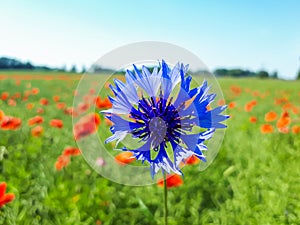 Macro shot of single blue cornflower on beautiful landscape of green field with poppies background