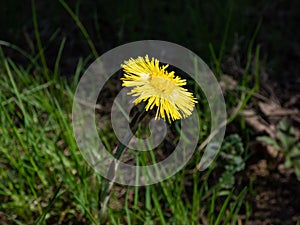 Macro shot of the single coltsfoot (Tussilago farfara) with yellow flower in early spring with green background