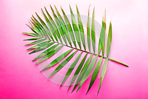 Macro shot of single parlor palm leaf on colorful paper background