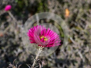 Macro shot of a single, purple-red, semi-double daisy-like flower of Aster dumosus `Jenny` with pale, blurred background