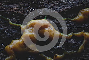 Macro shot of the slime mold on a wooden background