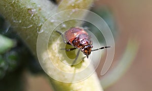 Macro shot of small beetle of ladybug on the stem