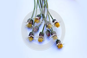 Macro shot of small grass flowers on a white background