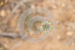 A macro shot of a small green flower in the middle of the desert