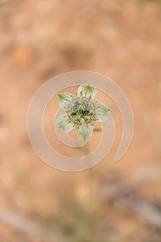 A macro shot of a small green flower in the middle of the desert