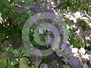 Macro shot of small leaves and branches. Natural background.