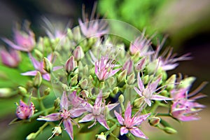 Macro shot of the small purple flowers