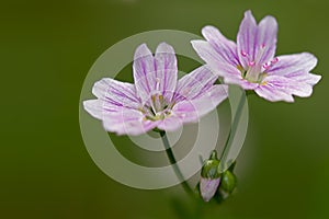 A macro shot of small purple flowers