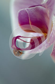 macro shot of a small red ladybug on a pink orchid flower