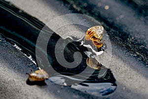 A small snail on a wet and black subsoil photo