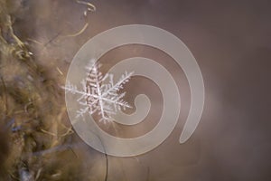 macro shot of a small snowflake on a woolen cloth