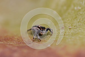 Macro shot of a small spider tarantula on a leaf