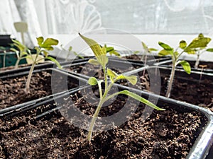 Macro shot of small tomato plant seedlings growing in plastic pots on the windowsill with white curtains in background