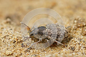 Macro shot of a small weevil walking in sandy soil