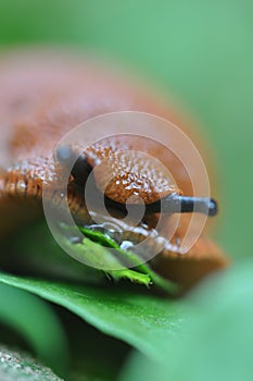 Macro shot of a snail eating a leaf and shying