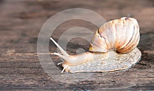 Macro shot of a snail on wooden floor