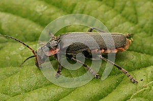 Macro shot of soldier beetle (cantharis fusca) on green leaf