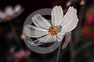 Macro shot of Sonata White flower