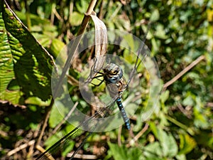 Macro shot of the Southern hawker or blue hawker (Aeshna cyanea) sitting on a plant stem