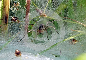 Macro shot of a spider making its cobweb around a plant and its preys from other insects