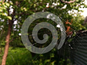 macro shot of a spider net in the forest, wildlife predator concepts