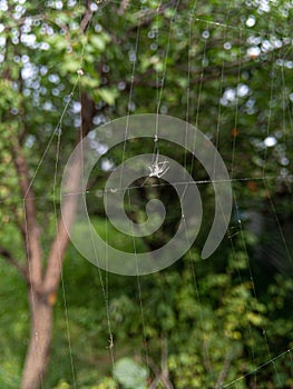macro shot of a spider net in the forest, wildlife predator concepts