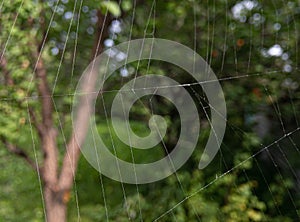 macro shot of a spider net in the forest, wildlife predator concepts