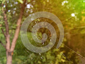 macro shot of a spider net in the forest, wildlife predator concepts