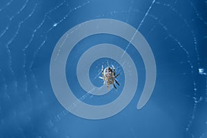 Macro spider in web on blue background.