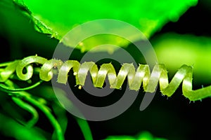 Macro shot of a spiral leaf of cucumber