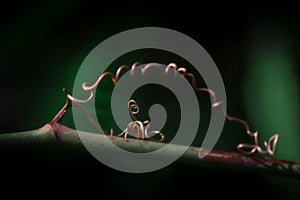 Macro shot of spiral tendril