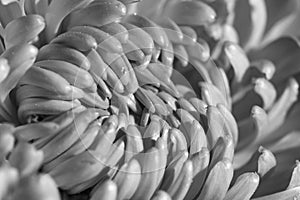 Macro shot of a spring flower. The middle of a chrysanthemum flower