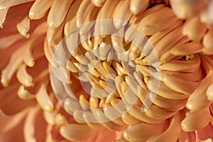 Macro shot of a spring flower. The middle of a chrysanthemum flower