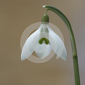 Macro shot of spring flower snowdrop