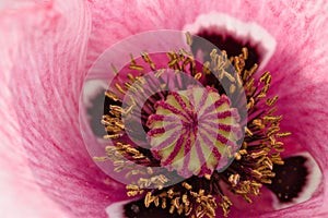 Macro shot of the stamen and pistil of a pink poppy flower with blur background