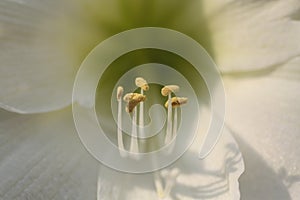 Macro shot of a stamen of a white tulip under the sunlight with a blurry background