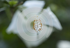 Macro shot of stigma of a Lilly flower