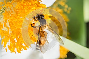 Macro shot of a striped honey bee collecting nectar from a white flower