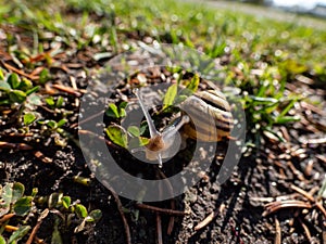 Macro shot of striped snail - The white-lipped snail or garden banded snail Cepaea hortensis crawling on the ground in sunlight