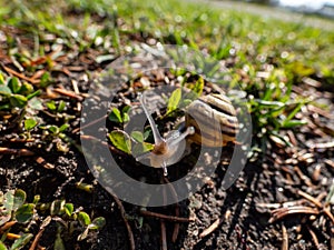 Macro shot of striped snail - The white-lipped snail or garden banded snail Cepaea hortensis crawling on the ground in sunlight