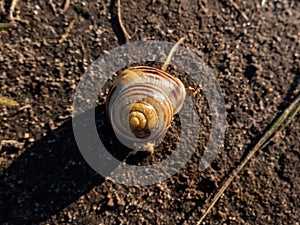 Macro shot of striped snail - The white-lipped snail or garden banded snail Cepaea hortensis in a shell on the ground in