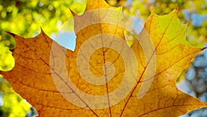 Macro shot of sun shining through yellow maple tree leaf over blue sky and autumn trees