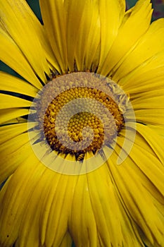 A macro  shot of sunflower photo
