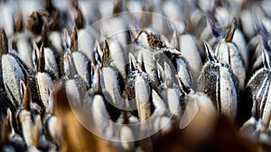 Macro shot of sunflower seeds about to be harvested