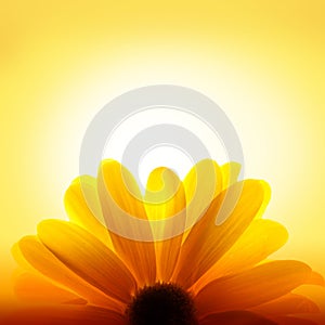 Macro shot of sunflower on yellow background